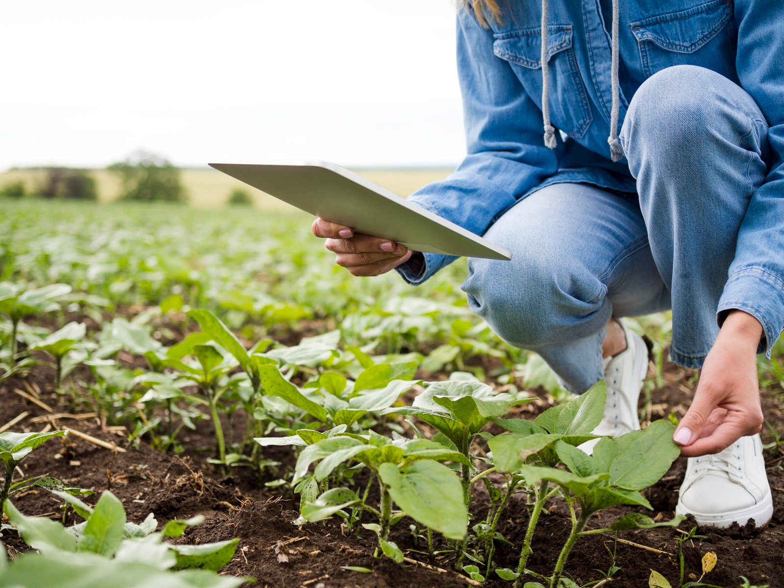 Ingeniero en contacto con clientes. Contacto inteligencia artificial agricultura