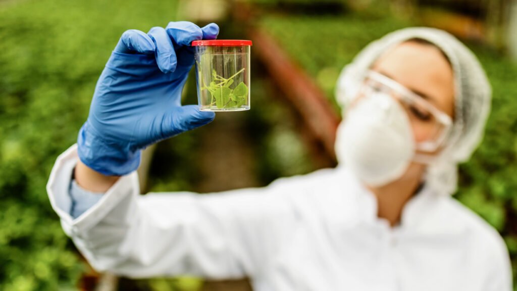 Bióloga detectando posibles enfermedades agrícolas. Inteligencia artificial aplicada a la agricultura